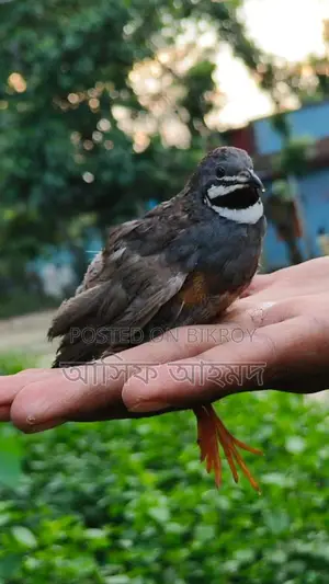 রানিং কিং কোয়েল