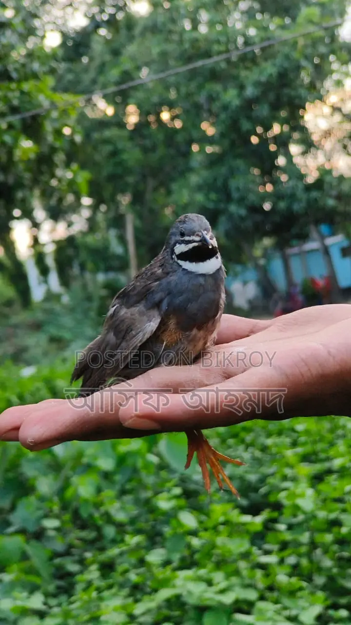 রানিং কিং কোয়েল