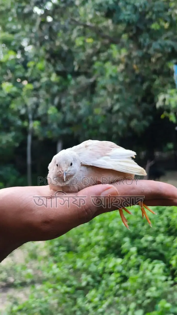 রানিং কিং কোয়েল