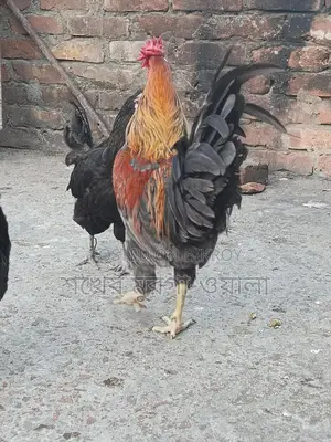 পাহাড়ি মোরগ