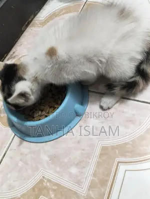 Urgent adoption cat