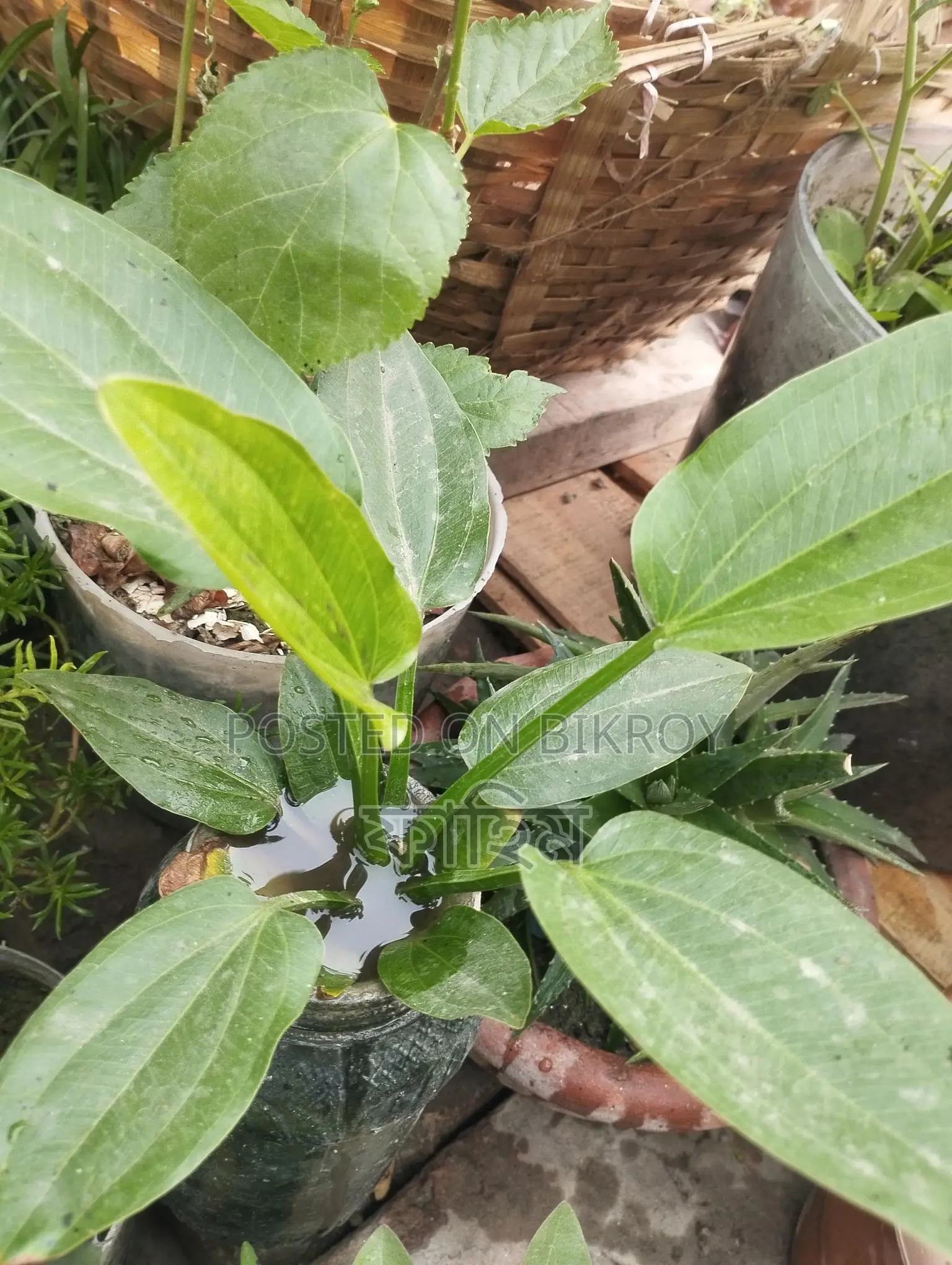 ওয়াটার লিলি।