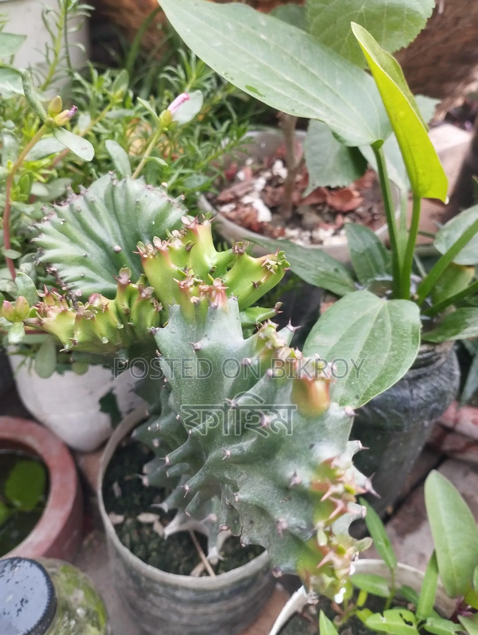 ওয়াটার লিলি।