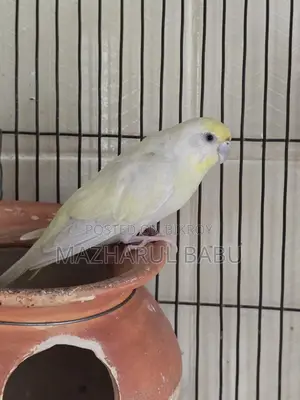 রেইনবো বাজিগার পাখি Rainbow Budgies Bird