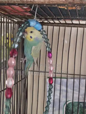 Rainbow Budgies Bird
