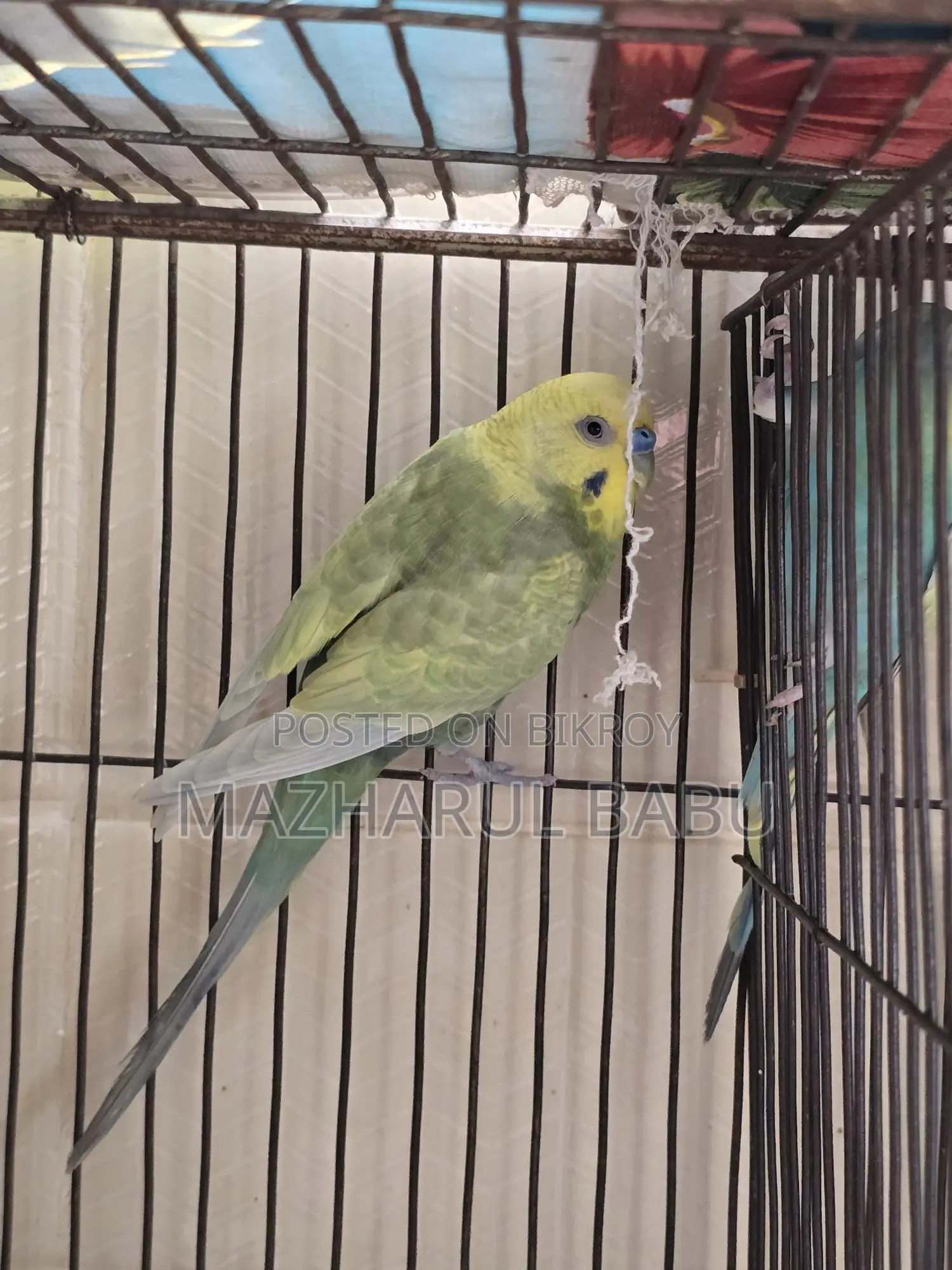 Rainbow Budgies Bird