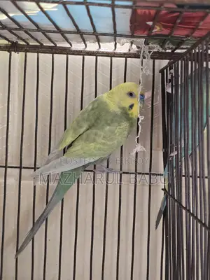 Rainbow Budgies Bird