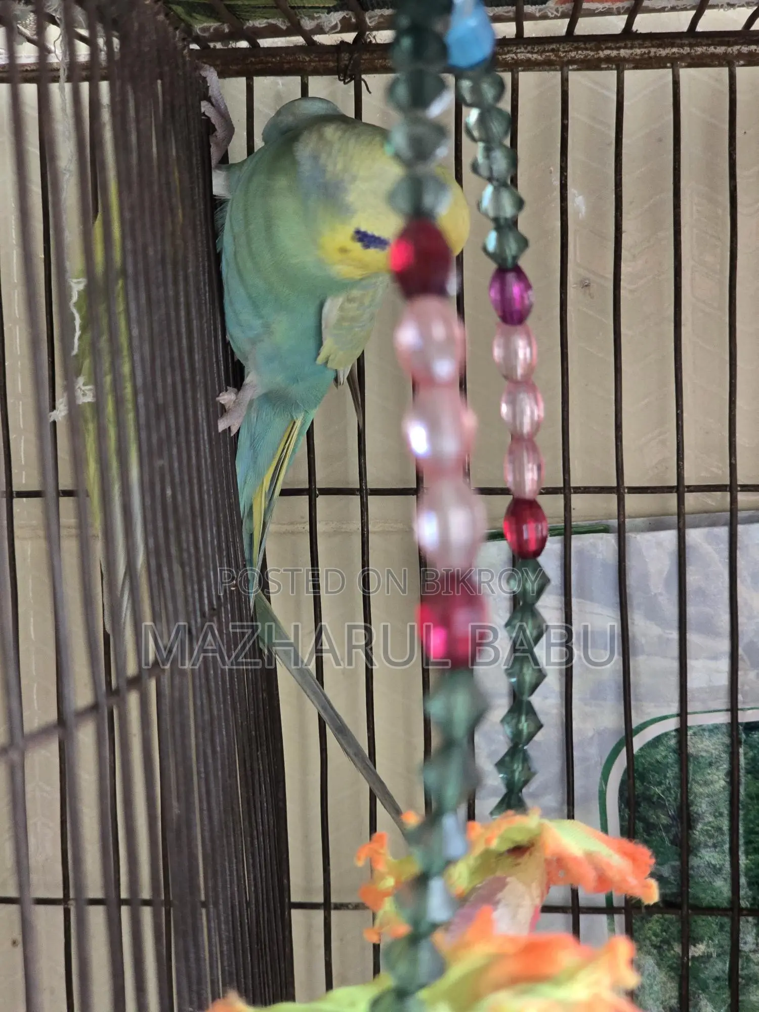 Rainbow Budgies Bird