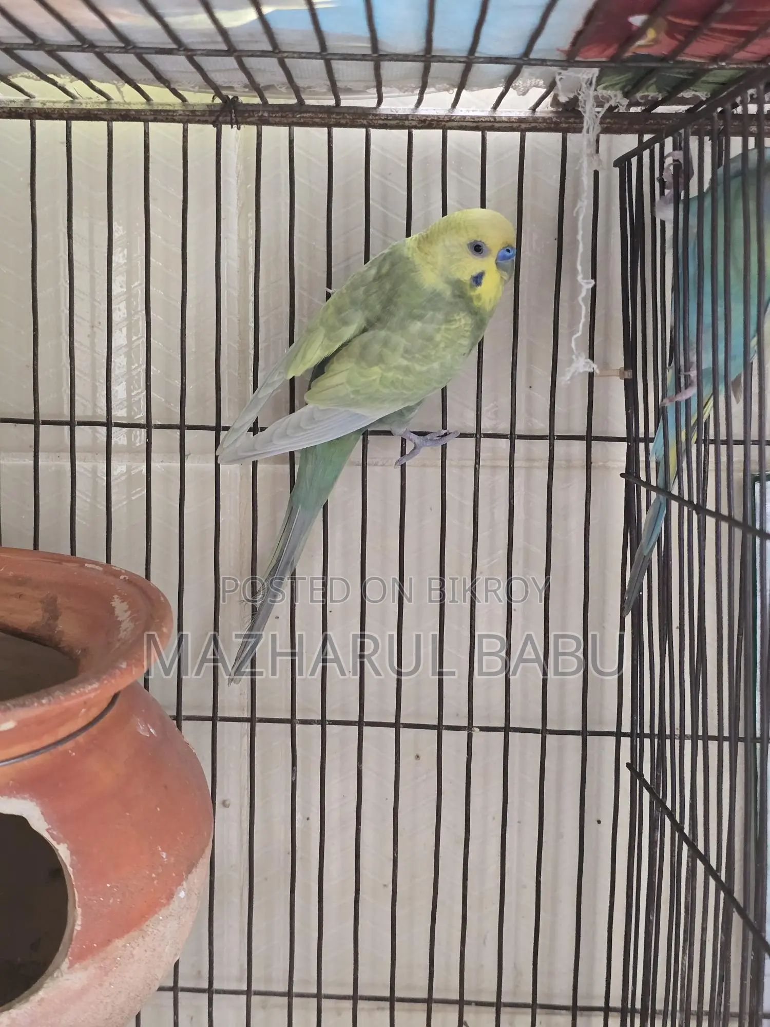Rainbow Budgies Bird