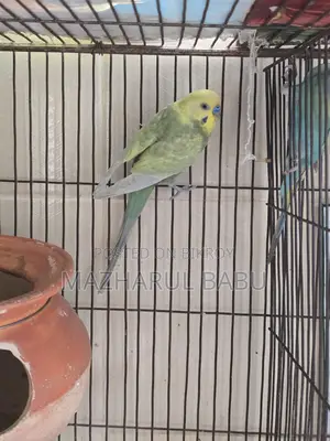Rainbow Budgies Bird