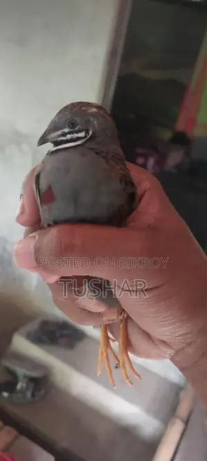 ক্লাসিক কিং কোয়েল রানিং ও এডাল্ট এভেলএভেল