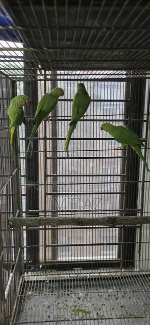 Green Ringneck Baby
