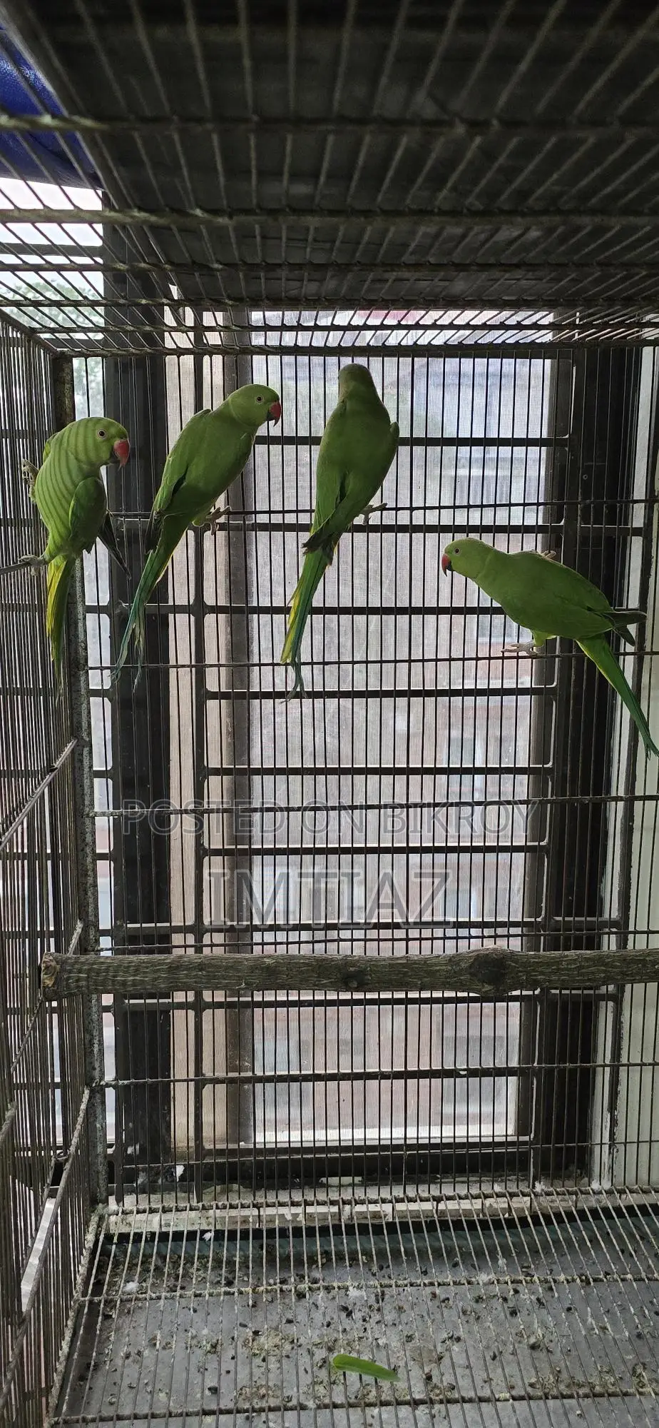 Green Ringneck Baby