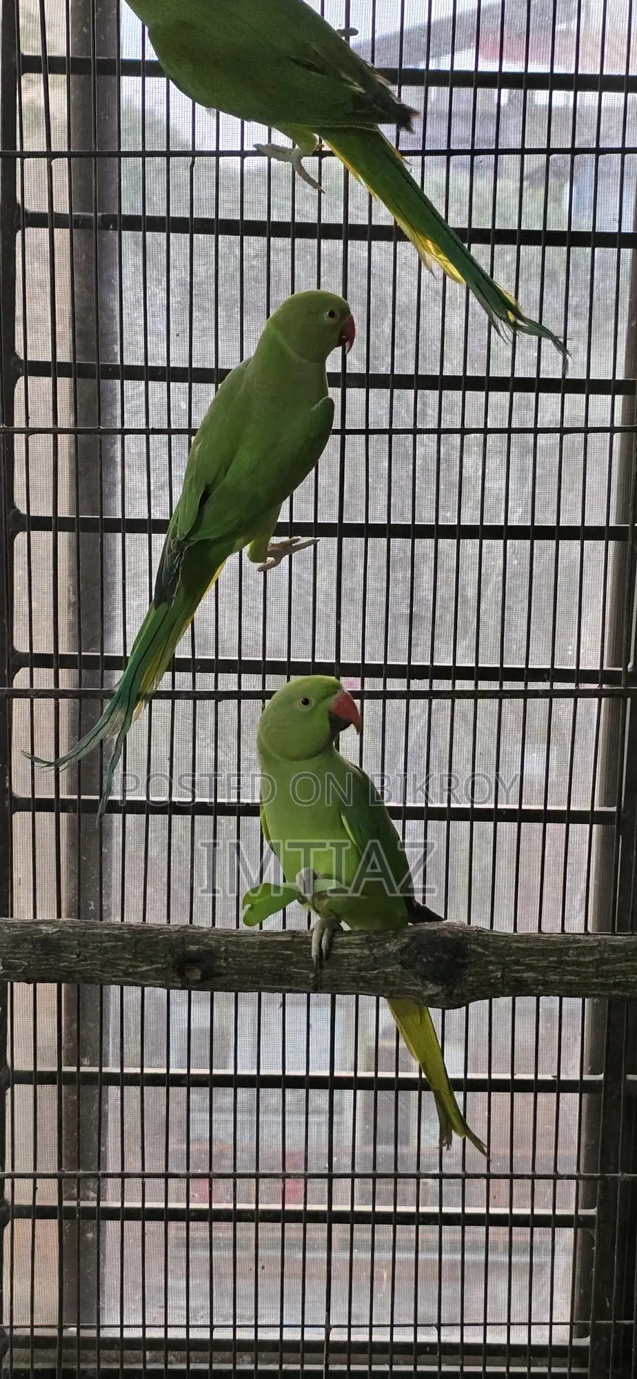 Green Ringneck Baby