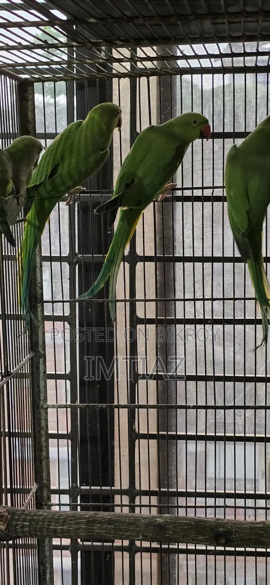 Green Ringneck Baby
