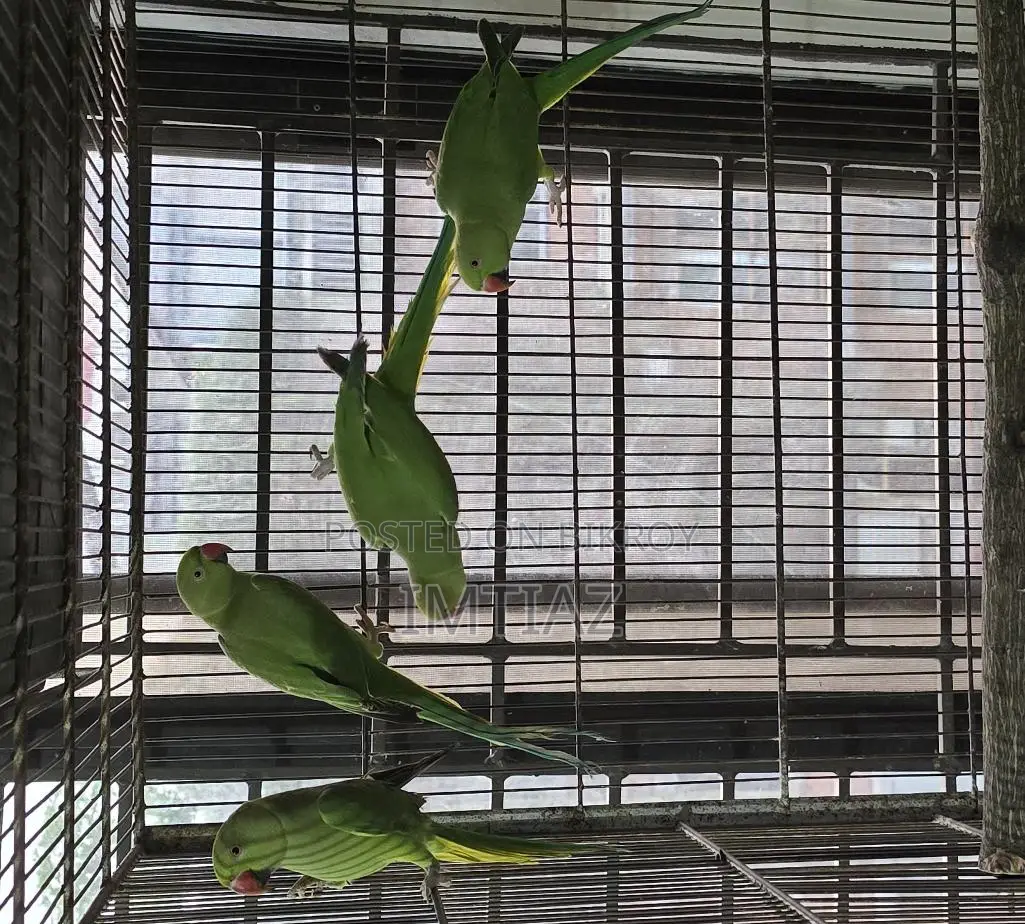 Green Ringneck Baby