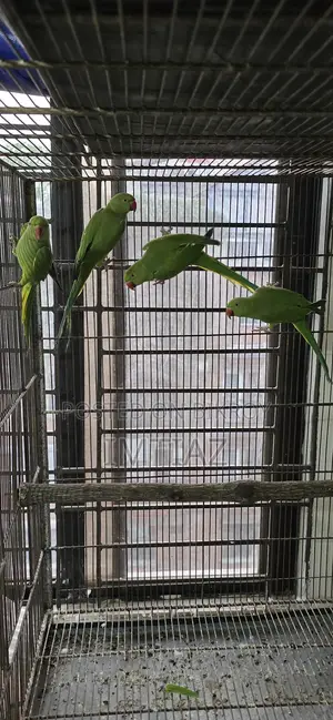 Green Ringneck Baby