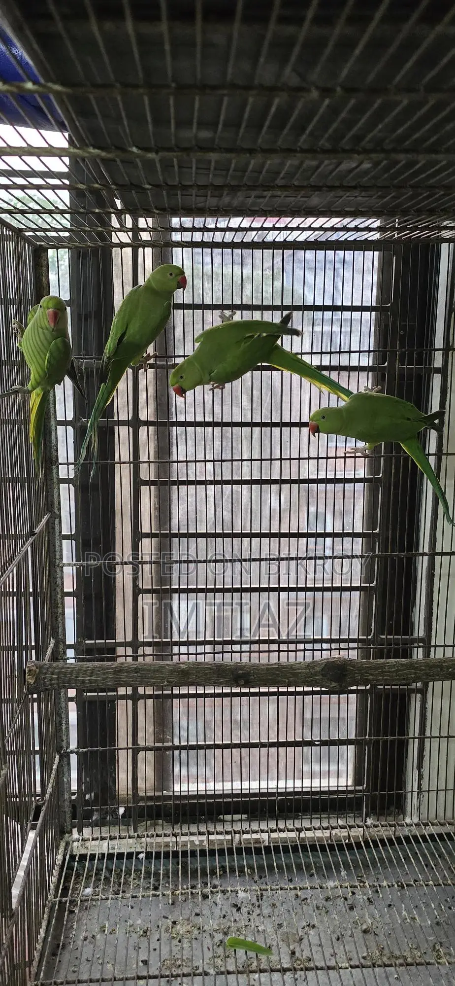 Green Ringneck Baby