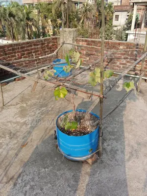 ছাদ বাগান টব বিক্রি করে দিবো