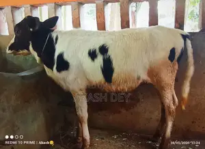 ১৫ লিটার দুধের ফ্রিজিয়ান গাভি বাছুর