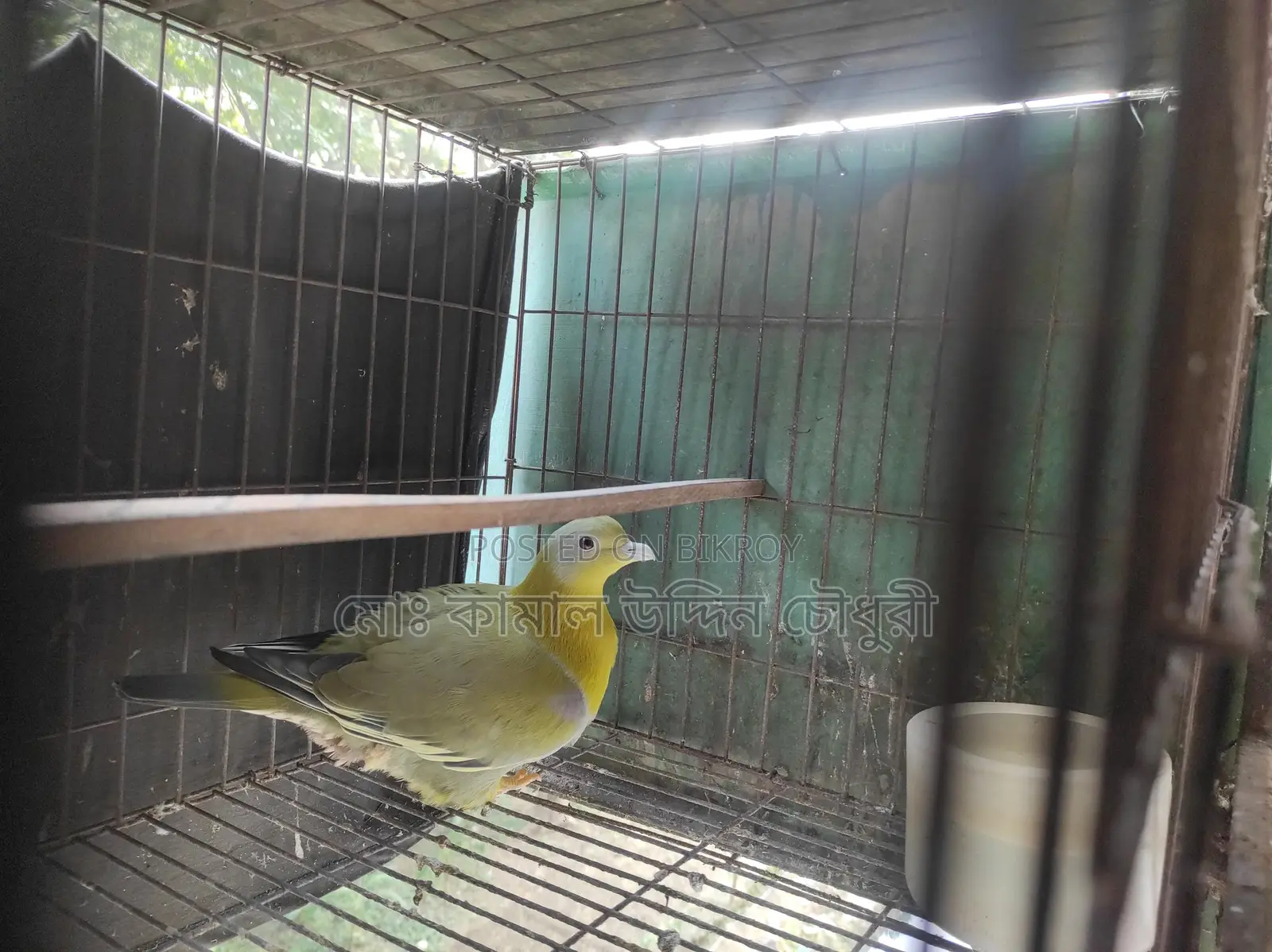 Yellow-Footed Green Pigeon (Single Adult)
