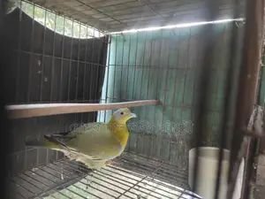 Yellow-Footed Green Pigeon (Single Adult)