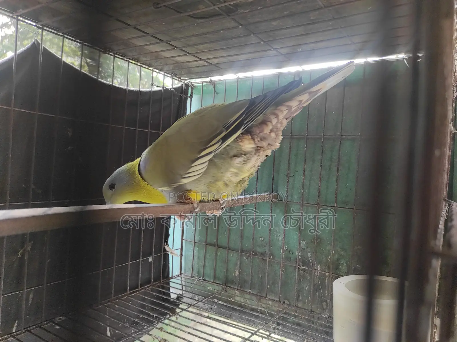Yellow-Footed Green Pigeon (Single Adult)
