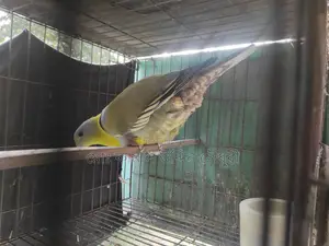 Yellow-Footed Green Pigeon (Single Adult)