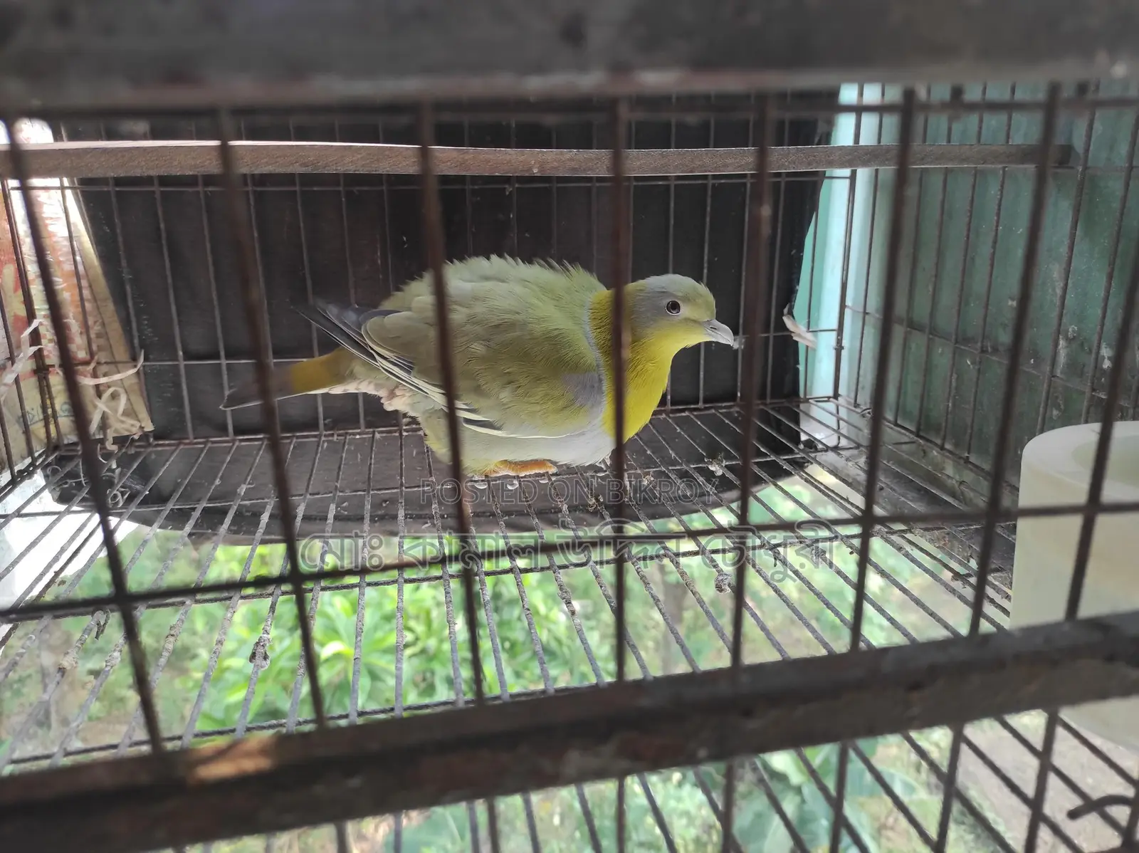 Yellow-Footed Green Pigeon (Single Adult)