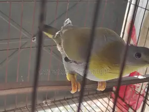 Yellow-Footed Green Pigeon (Single Adult)