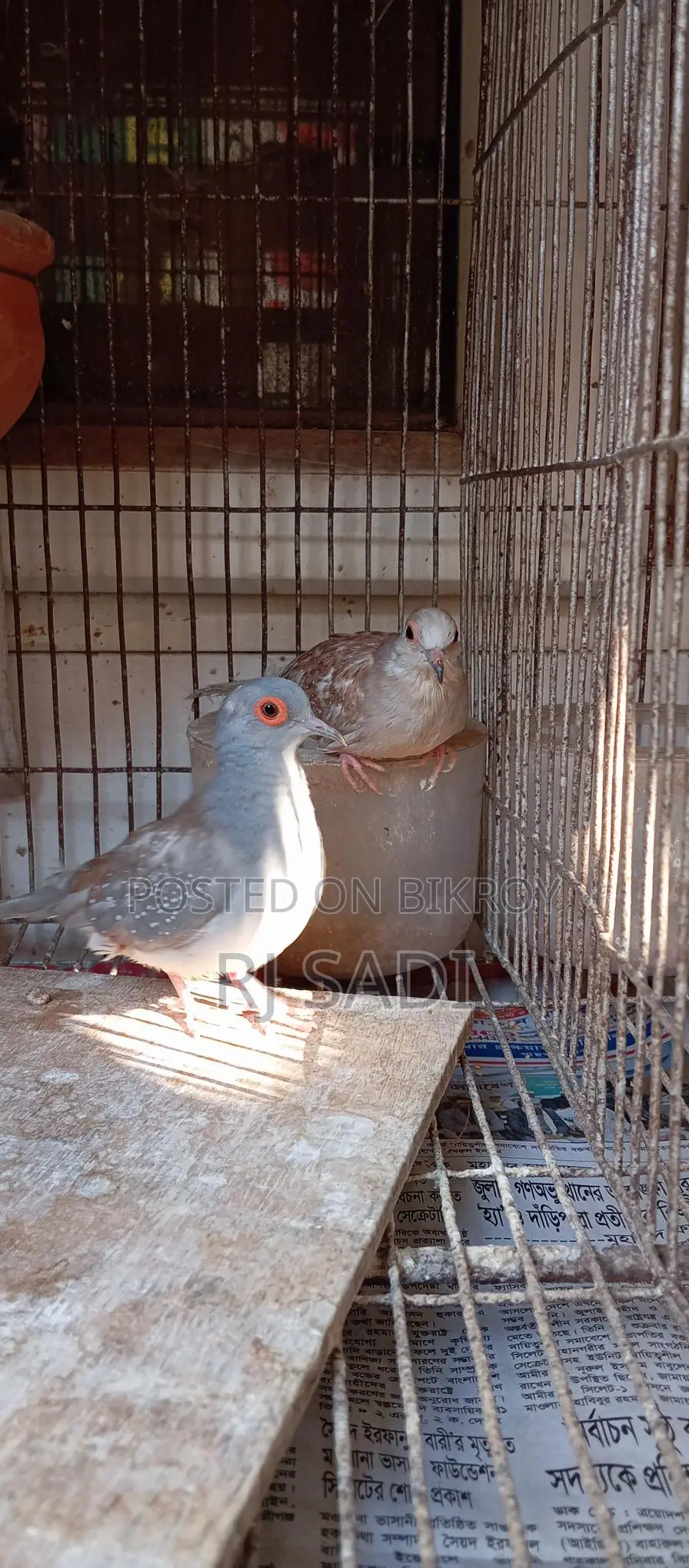 Diamond Dove