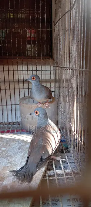 Diamond Dove