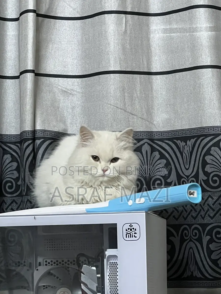 Traditional Persian Cat Long Coat