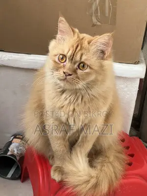 Traditional Persian Cat Long Coat