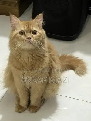 Traditional Persian Cat Long Coat