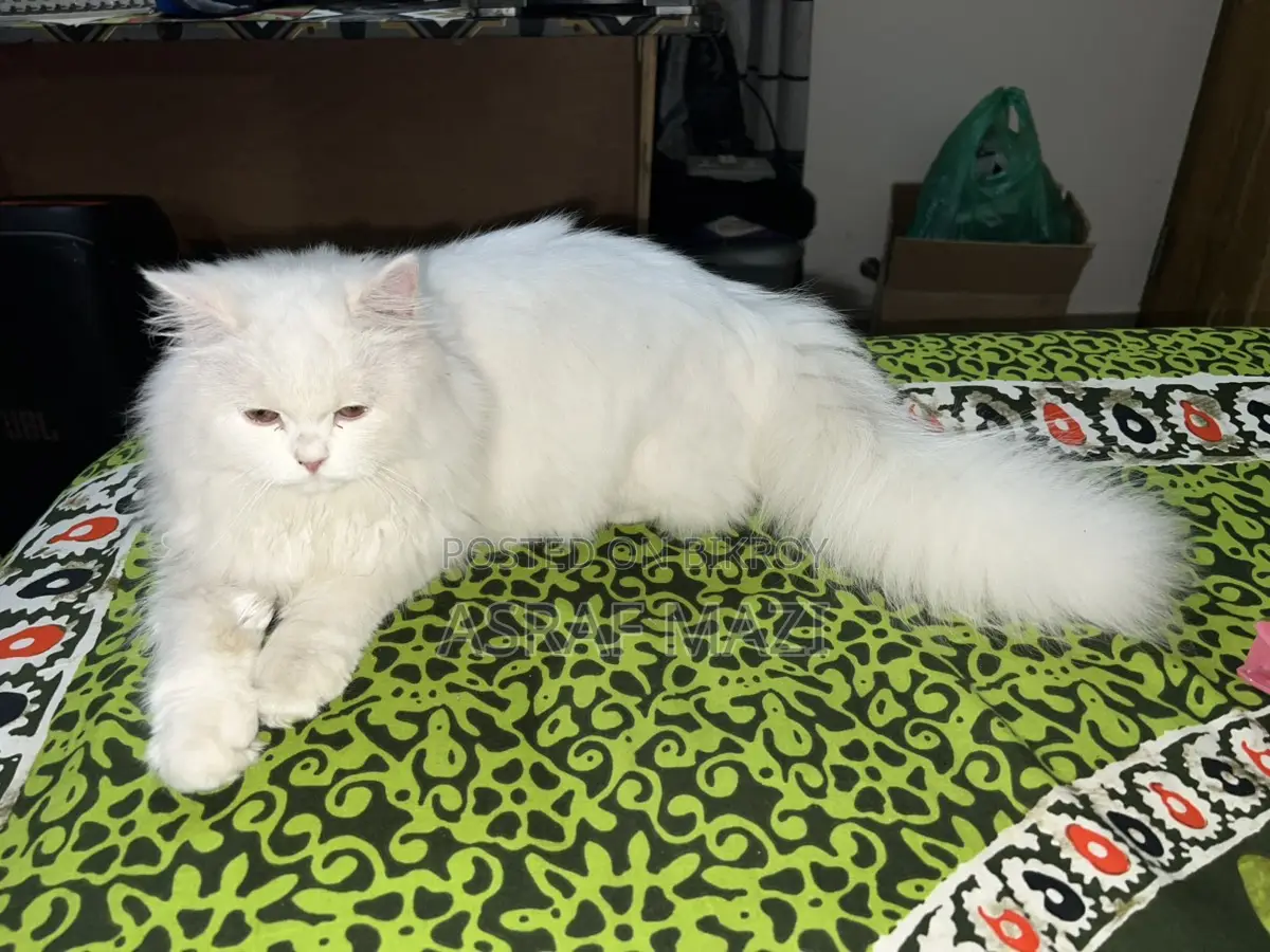 Traditional Persian Cat Long Coat