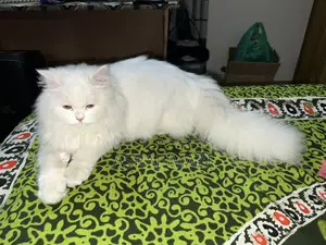 Traditional Persian Cat Long Coat