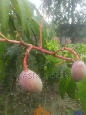 সুর্য ডিম আম গাছ