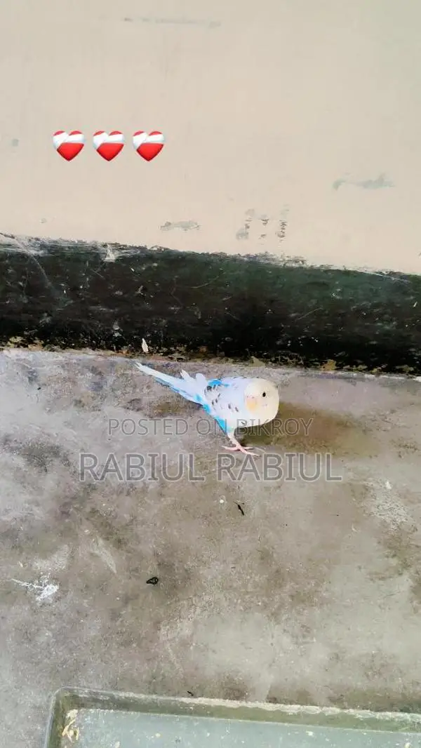 Budgerigar Bird