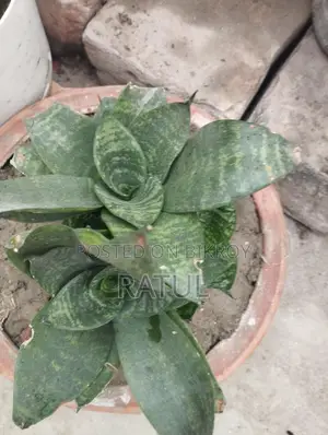 Snake Plant