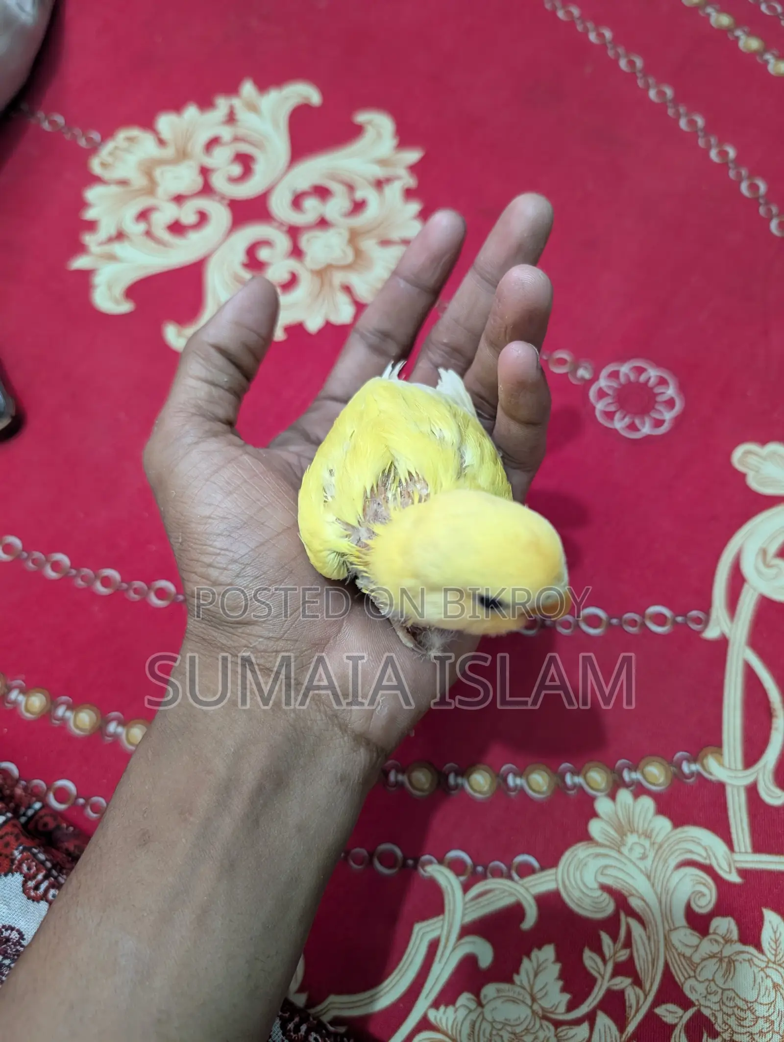 লাভ বার্ডের হ্যান্ড ফিড বেবি