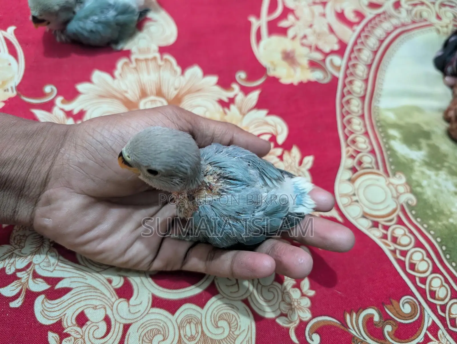 লাভ বার্ডের হ্যান্ড ফিড বেবি