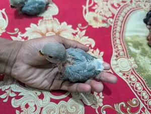 লাভ বার্ডের হ্যান্ড ফিড বেবি