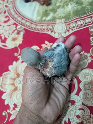 লাভ বার্ডের হ্যান্ড ফিড বেবি