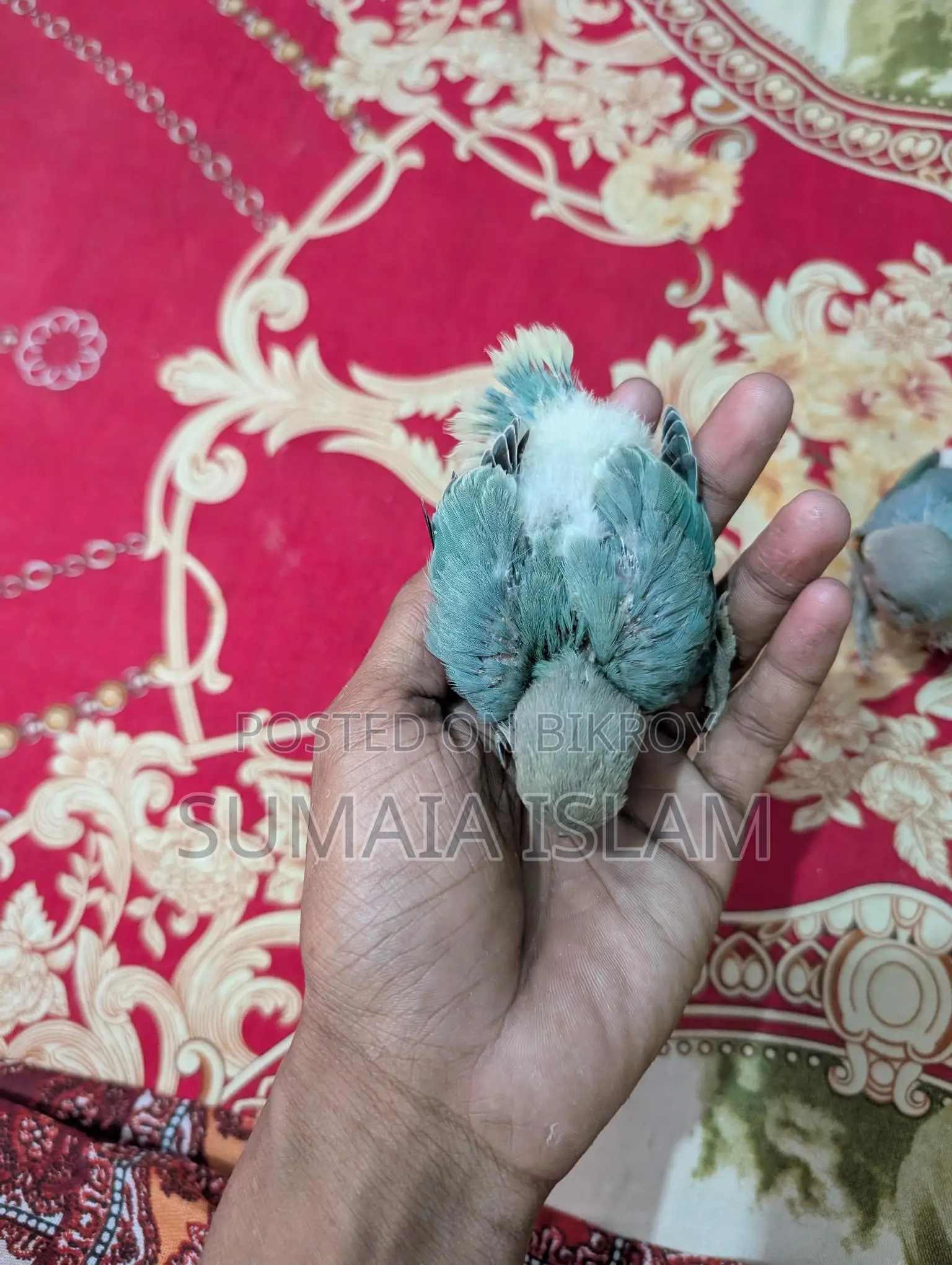 লাভ বার্ডের হ্যান্ড ফিড বেবি
