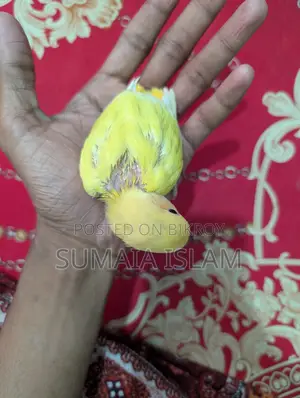 লাভ বার্ডের হ্যান্ড ফিড বেবি