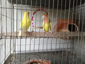 Love Bird