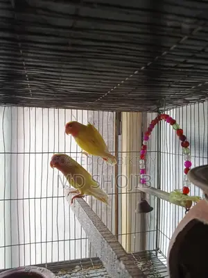 love bird