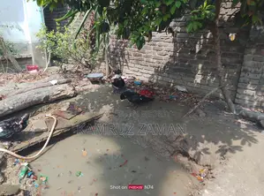 চীনা হাস