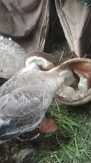 Swan